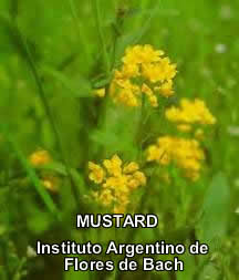 Mustard.jpg (8192 bytes)
